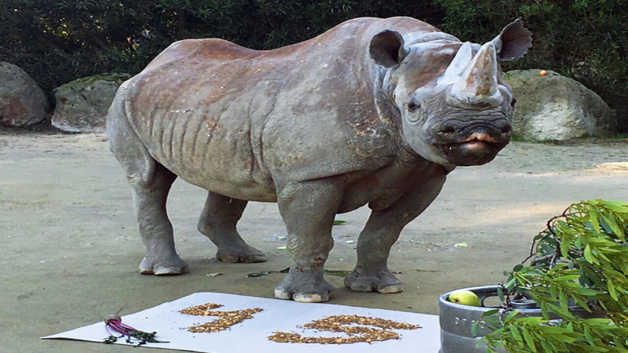 Western black rhino is extinctjosh Western black rhino is extinctjosh